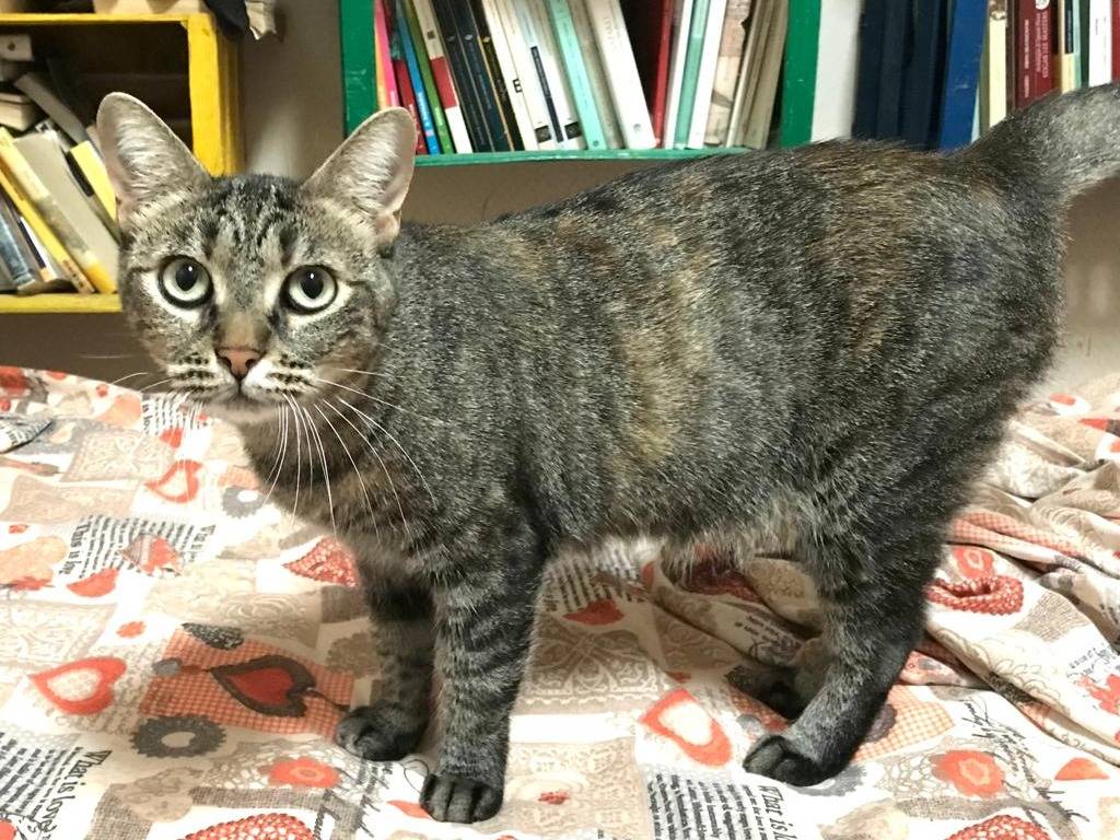 Adozione gatto, femmina, Razza sconosciuta Razza sconosciuta, 4 anni e 7 mesi, taglia non valida, Milano
