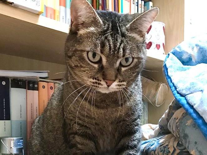 Adotta il gatto Marina a Milano
