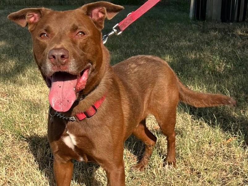Adozione cane, maschio, Razza sconosciuta Razza sconosciuta, 8 anni e 2 mesi, taglia grande, Milano