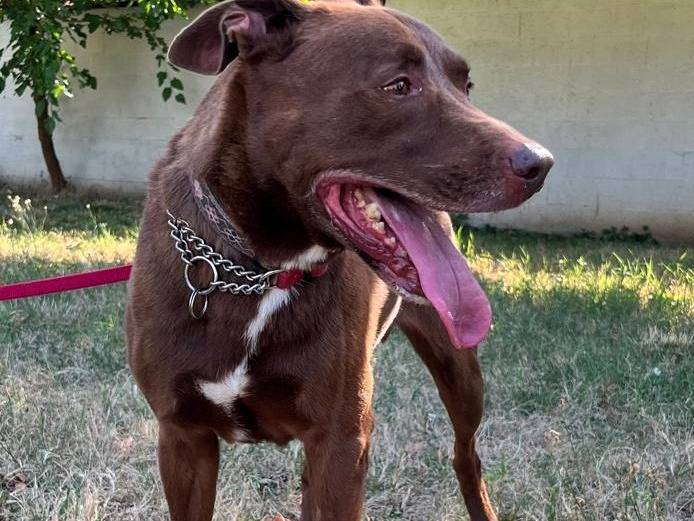 Adotta un cane, maschio, 8 anni e 2 mesi, Milano