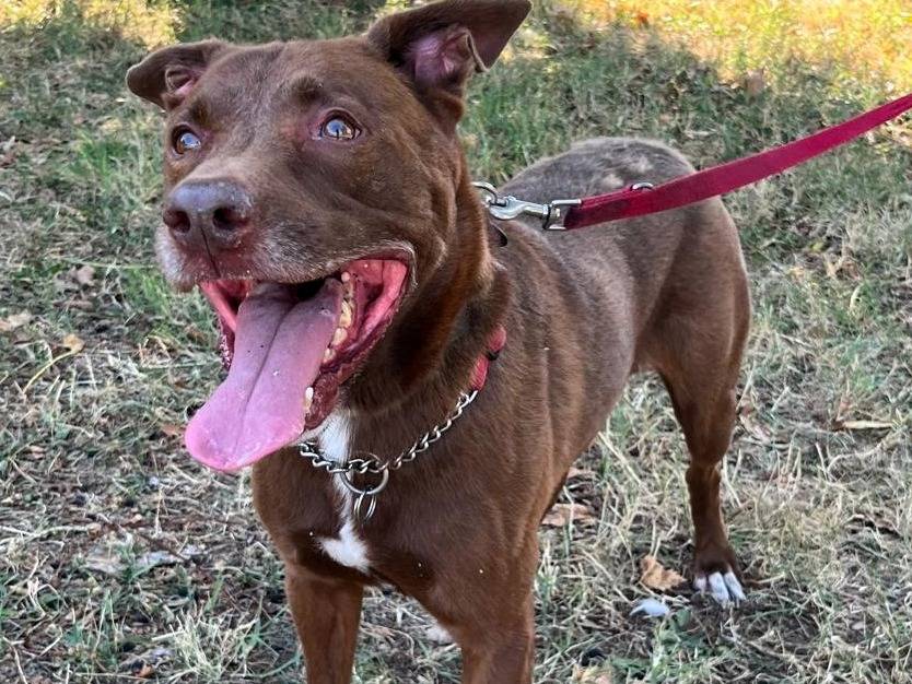 Adotta un cane, taglia grande, maschio, Milano