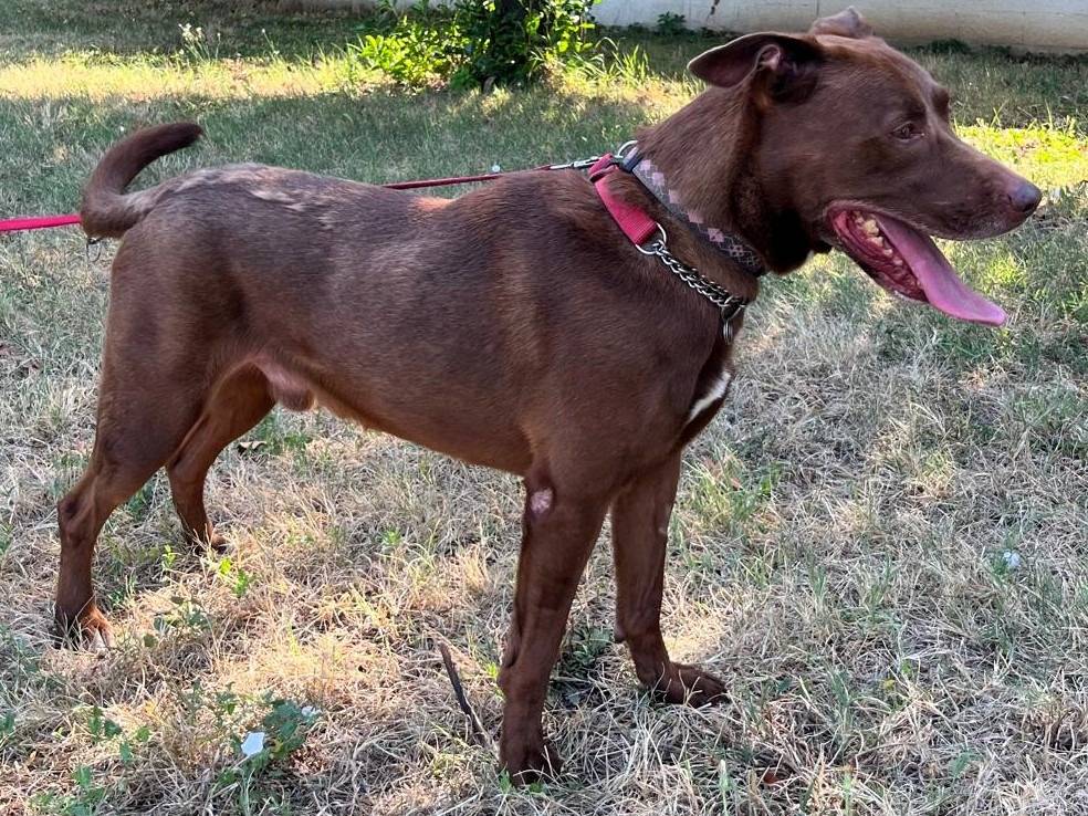 Adotta il cane CARAMELLO a Milano