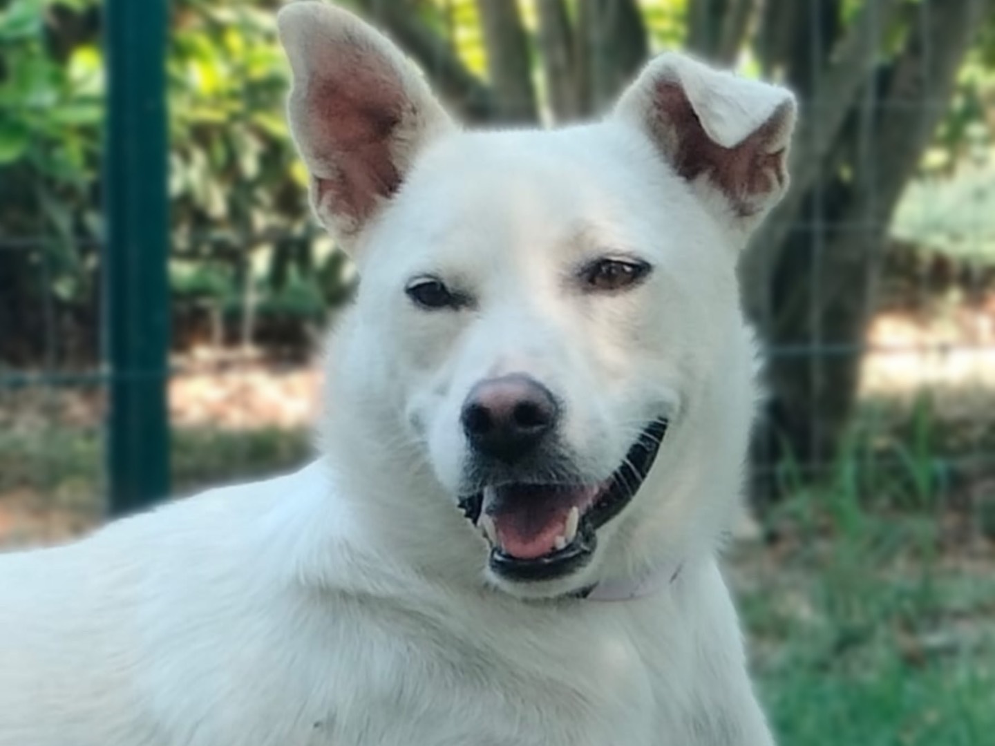 Adozione cane, femmina, Razza sconosciuta Razza sconosciuta, 1 anno e 7 mesi, taglia media, Parma