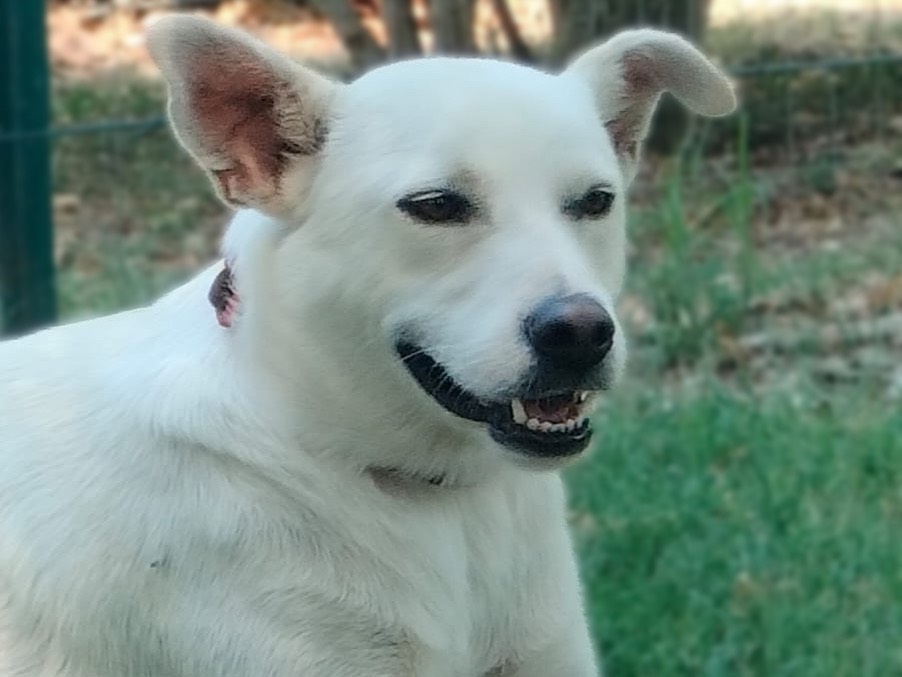 Adotta un cane, femmina, 1 anno e 7 mesi, Parma