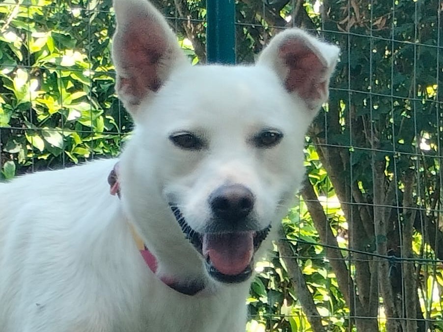 Vuoi adottare un cane a Parma?