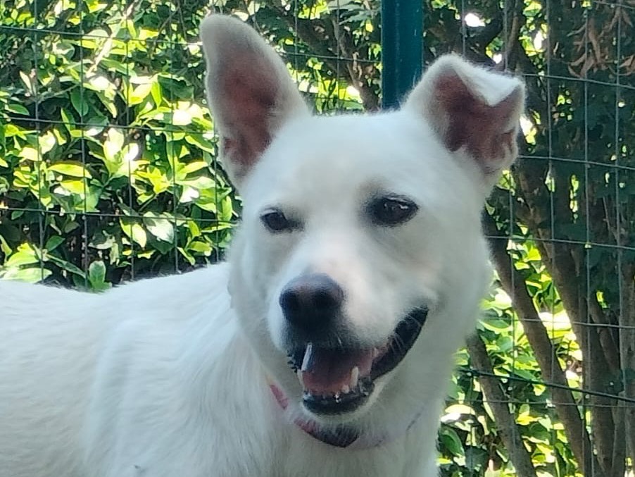 Adotta il cane Luna a Parma