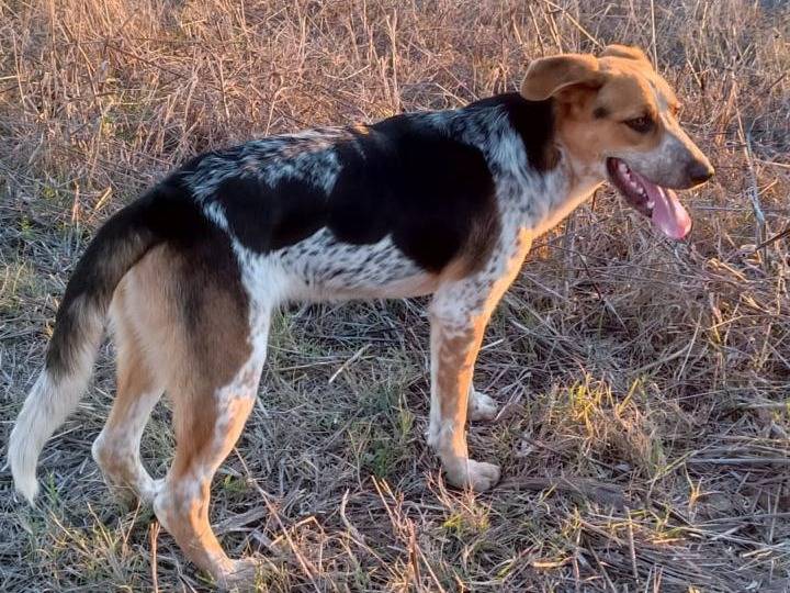 Adozione cane, maschio, Razza sconosciuta Razza sconosciuta, 1 anno e 9 mesi, taglia media, Benevento