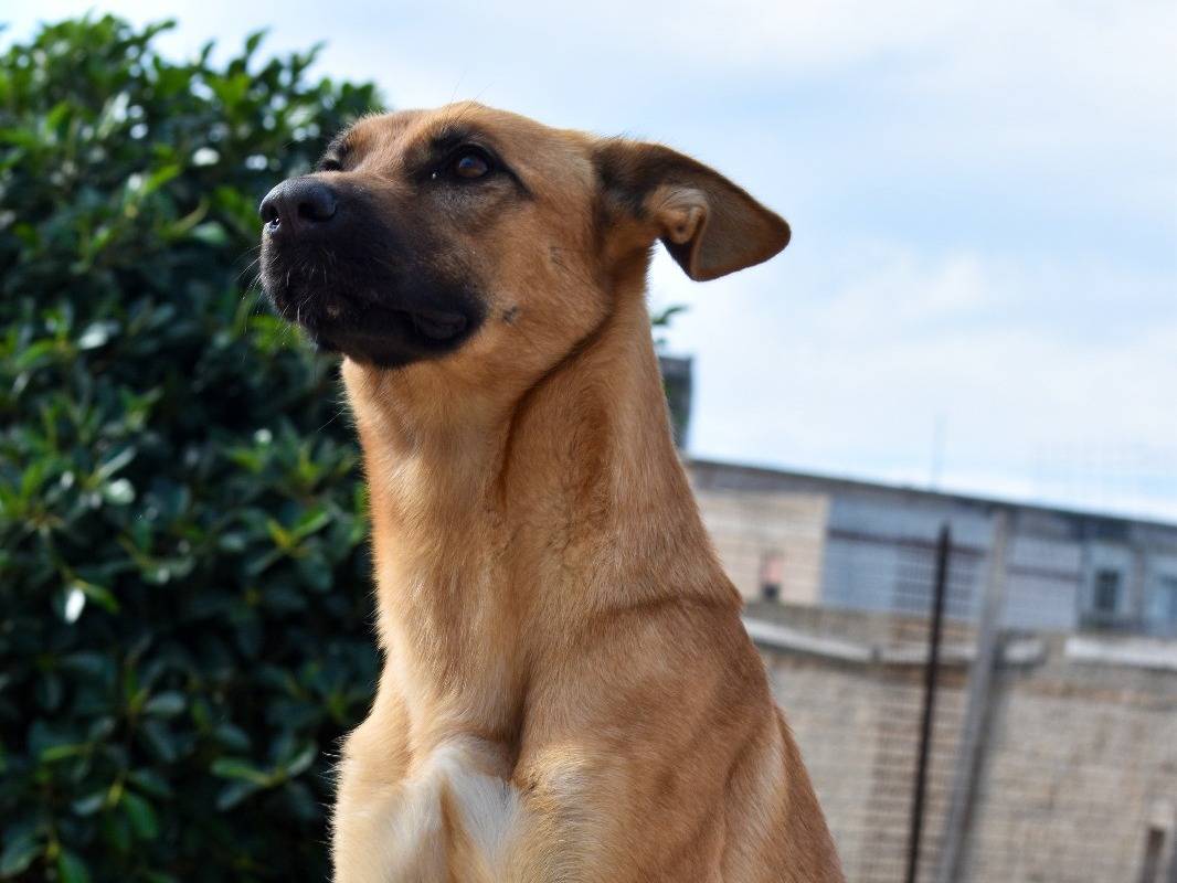 Adozione cane, femmina, Pastore tedesco Razza sconosciuta, 3 anni e 4 mesi, taglia media, Trapani