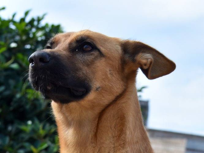 Adotta un cane, femmina, 3 anni e 4 mesi, Trapani