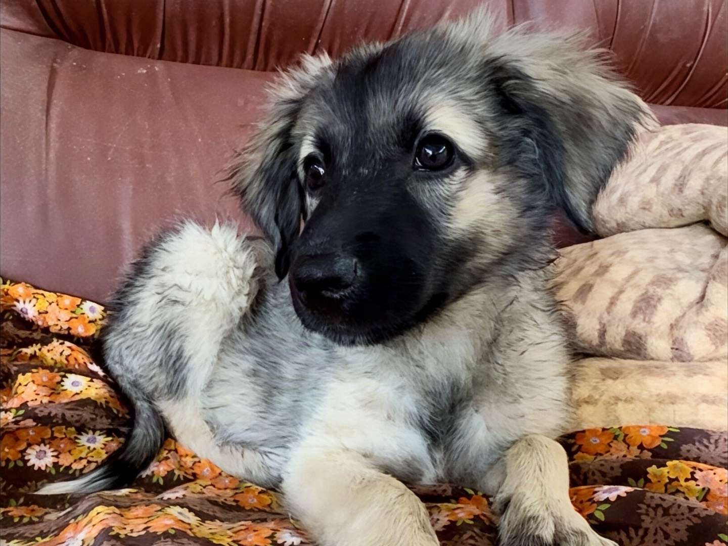 Adotta un cane, femmina, 3 mesi, Milano