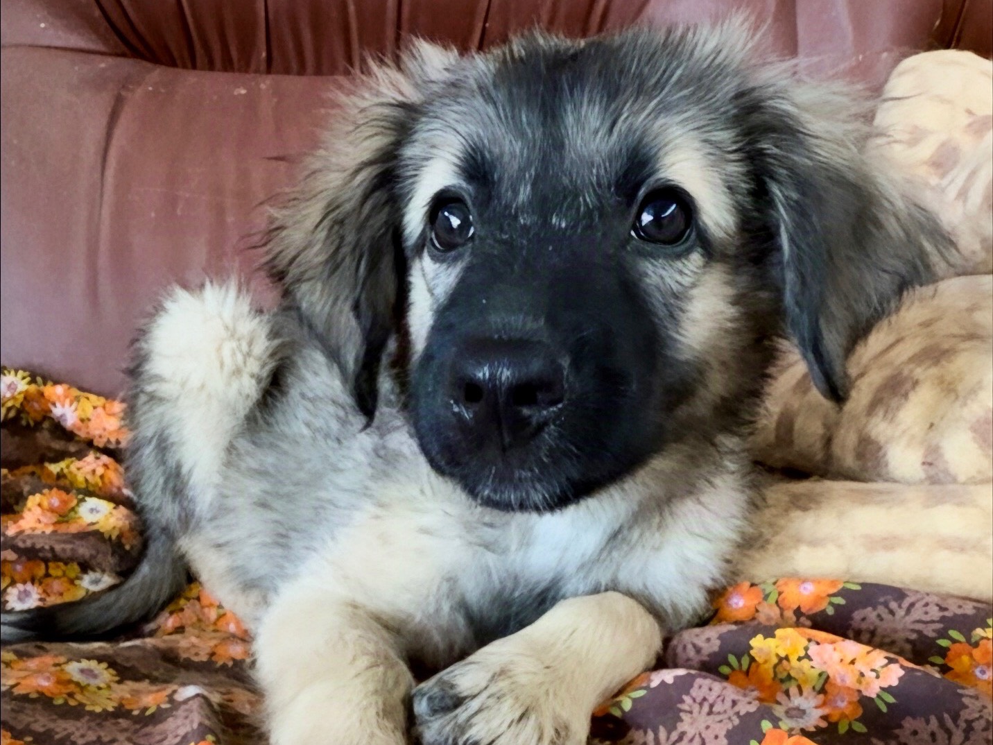 Adozione cane, femmina, Razza sconosciuta Razza sconosciuta, 3 mesi, taglia media contenuta, Milano