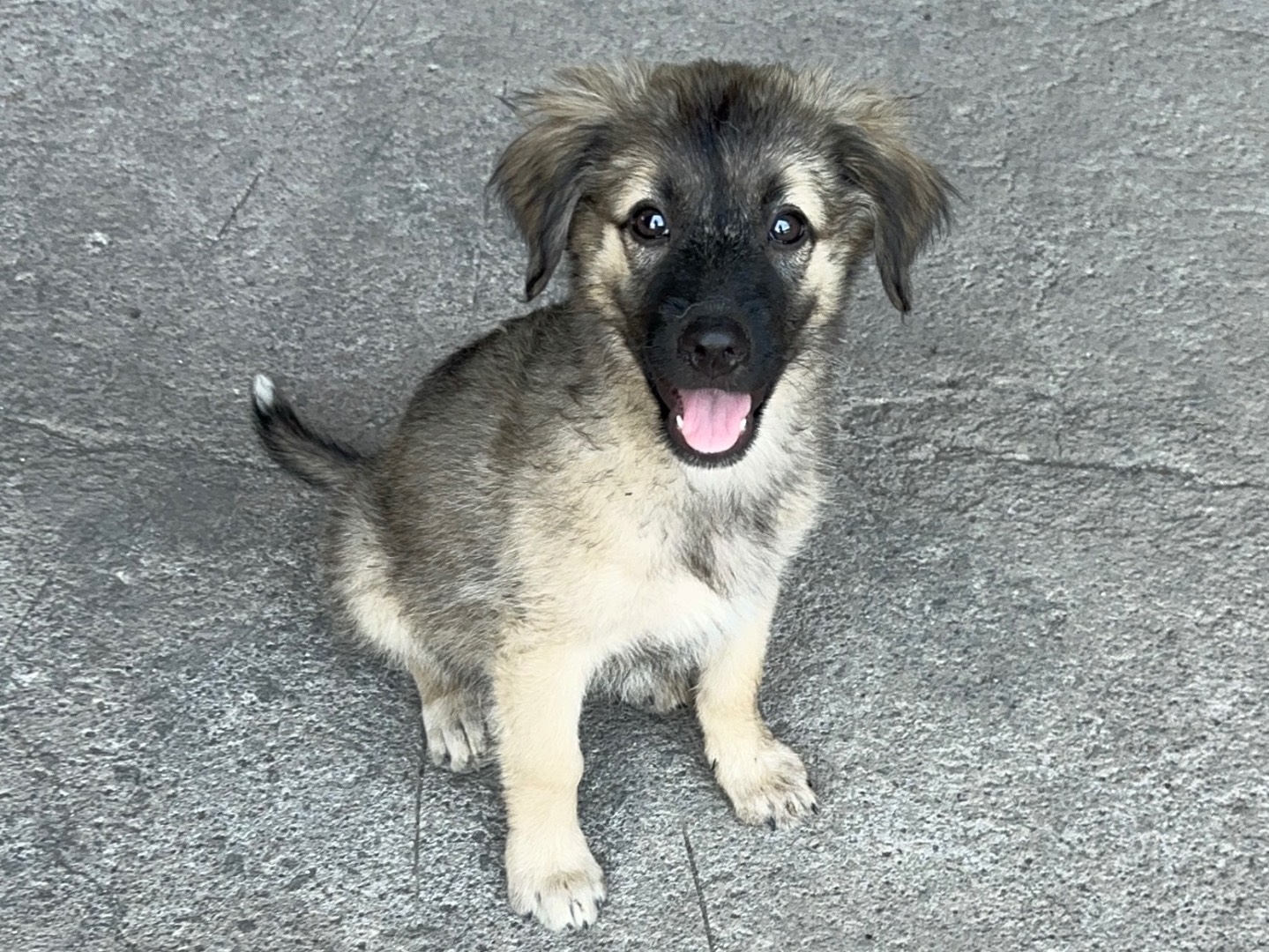 Adotta un cane, taglia media contenuta, femmina, Milano
