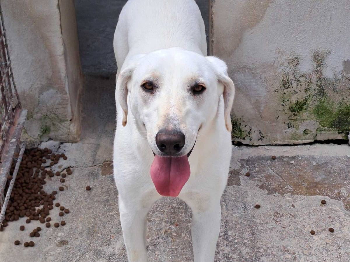 Adotta un cane, femmina, 3 anni e 7 mesi, Milano