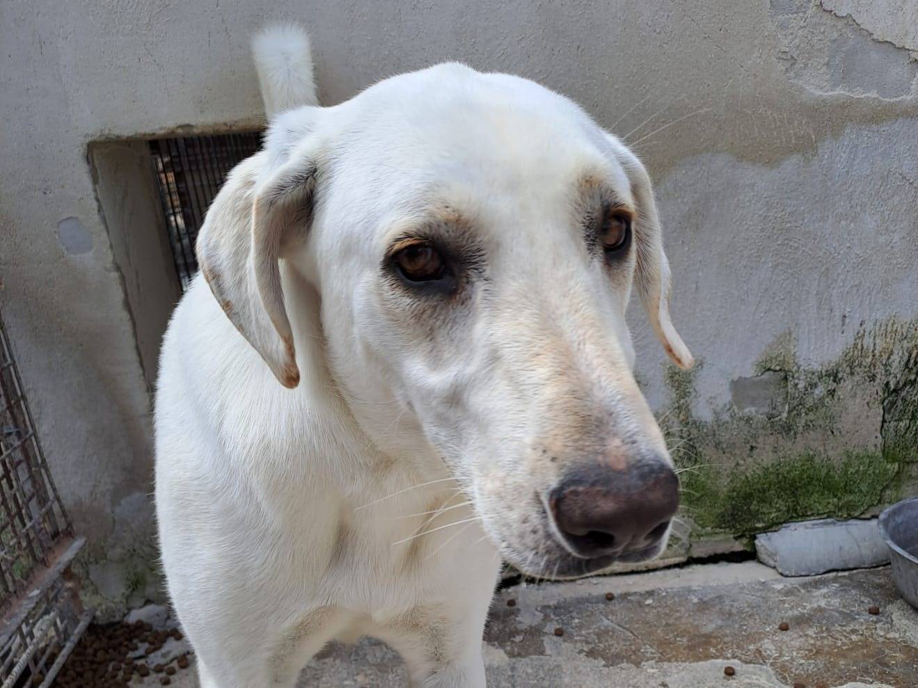 Adotta un cane, taglia media, femmina, Milano