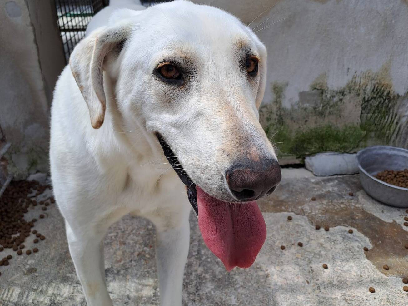 Vuoi adottare un cane a Milano?
