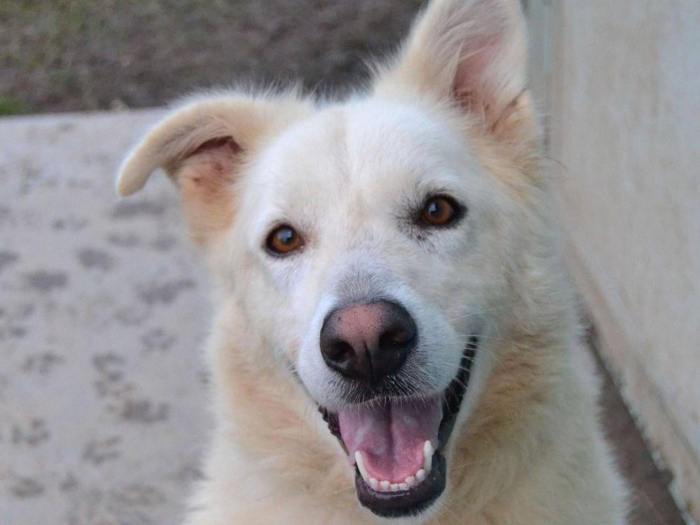 Adozione cane, femmina, Razza sconosciuta Razza sconosciuta, 3 anni e 7 mesi, taglia grande, Pavia