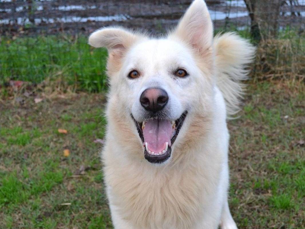 Vuoi adottare un cane a Pavia?