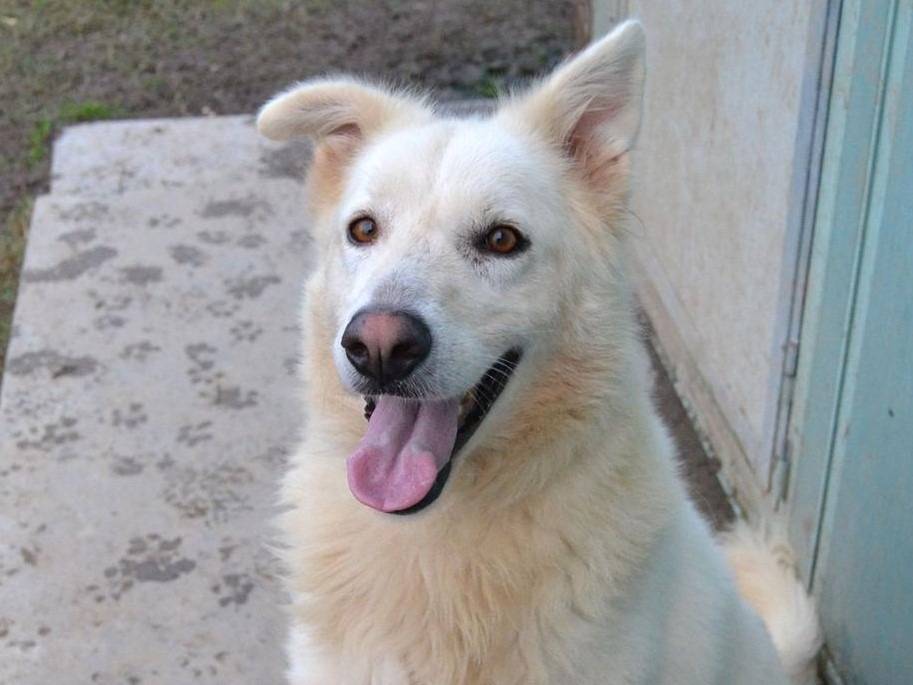 Adotta il cane Gelsomina a Pavia