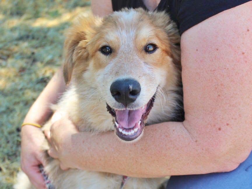 Adozione cane, femmina, Razza sconosciuta Razza sconosciuta, 7 mesi, taglia media, Cosenza
