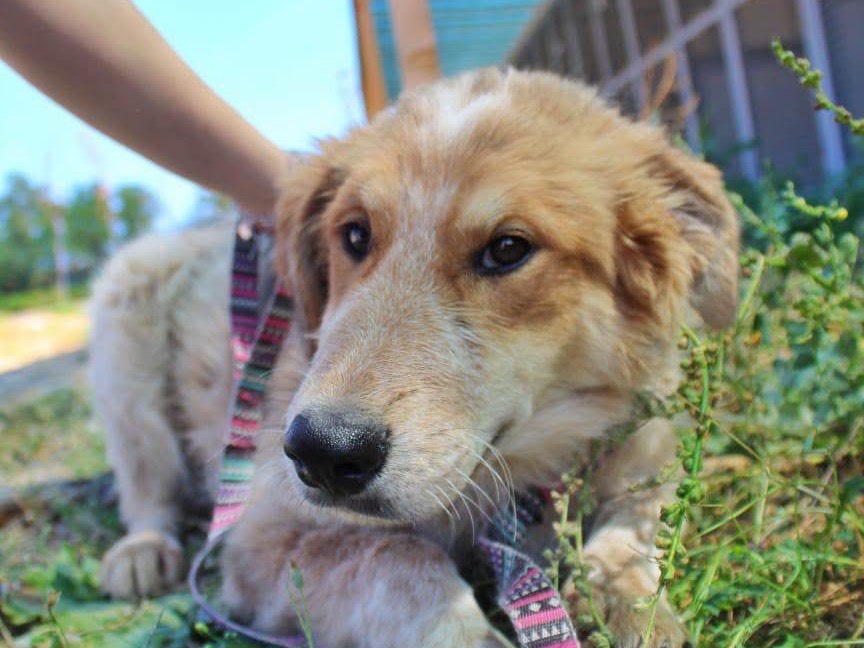 Adotta un cane, femmina, 7 mesi, Cosenza