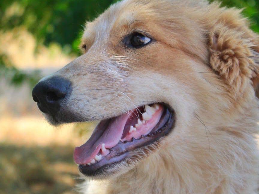 Adotta un cane, taglia media, femmina, Cosenza
