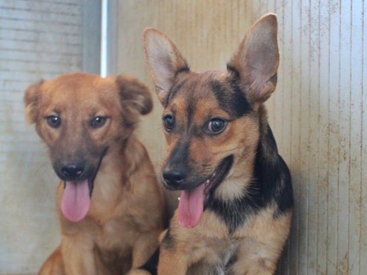 Vuoi adottare un cane a Cosenza?