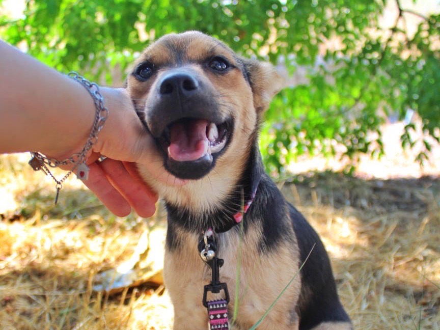 Adozione cane, femmina, Razza sconosciuta Razza sconosciuta, 6 mesi, taglia media contenuta, Cosenza