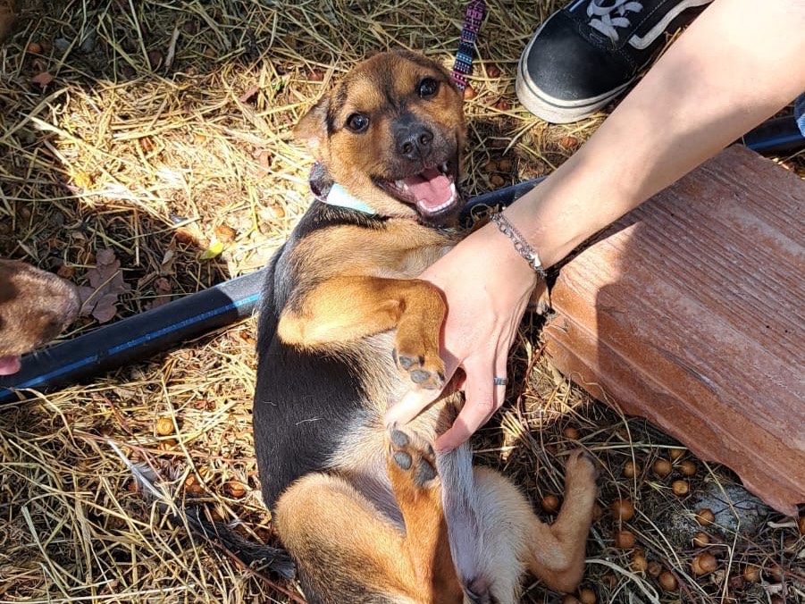 Adotta un cane, taglia media contenuta, femmina, Cosenza