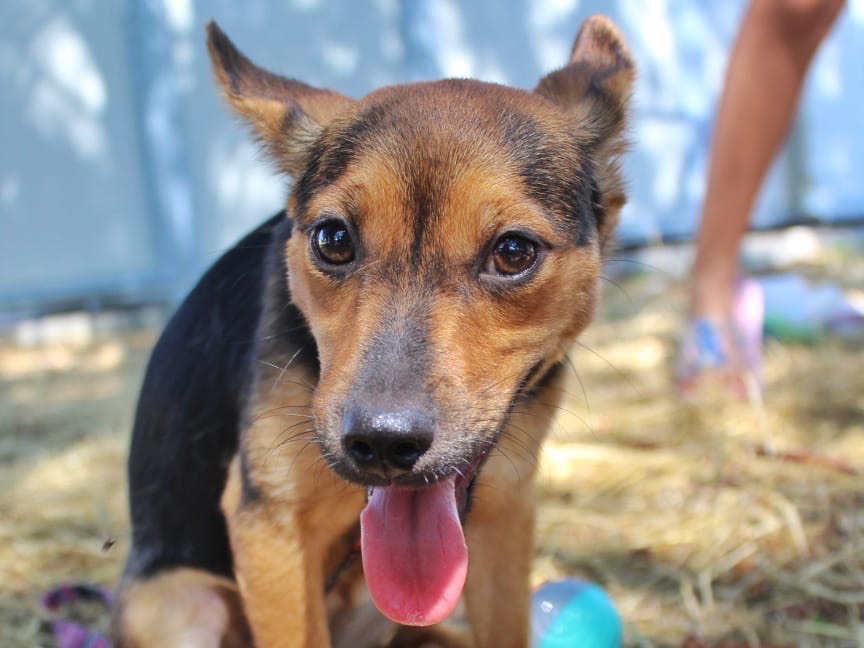 Adotta un cane, femmina, 6 mesi, Cosenza