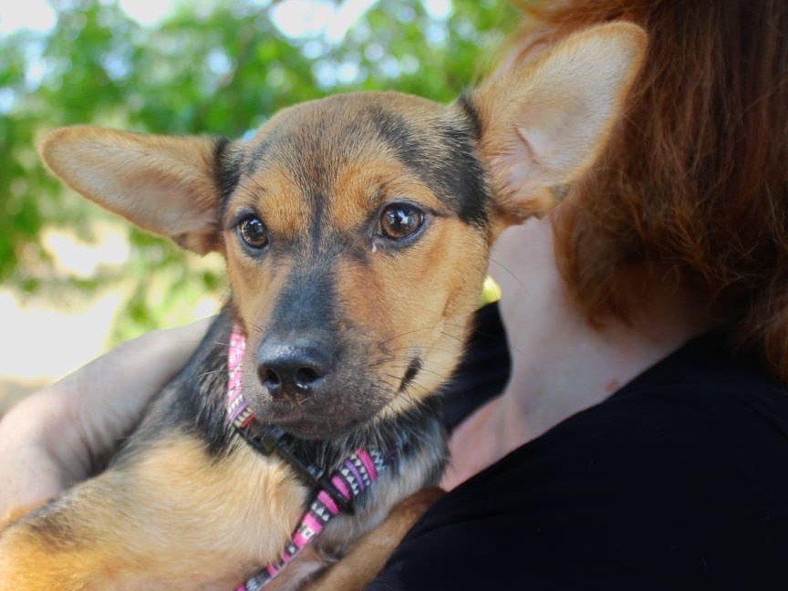 Adotta il cane Minnie a Cosenza