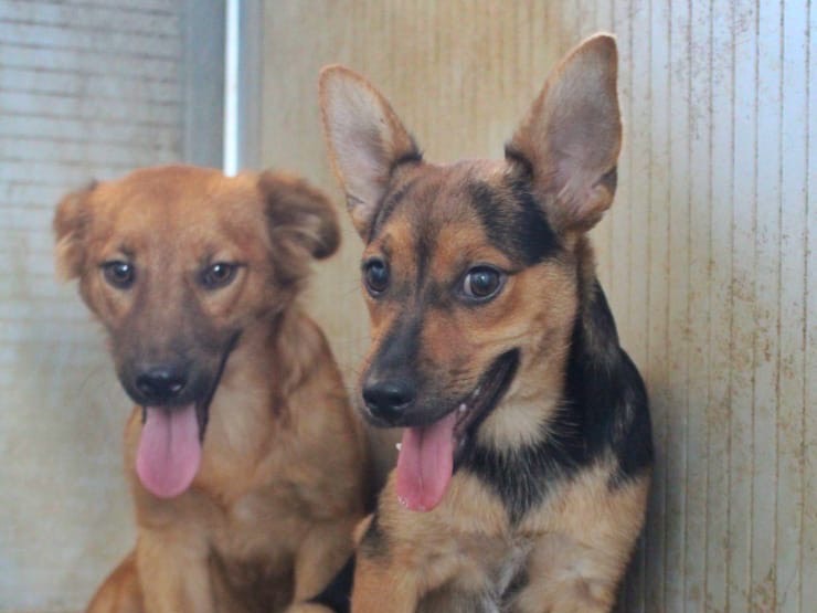Vuoi adottare un cane a Cosenza?
