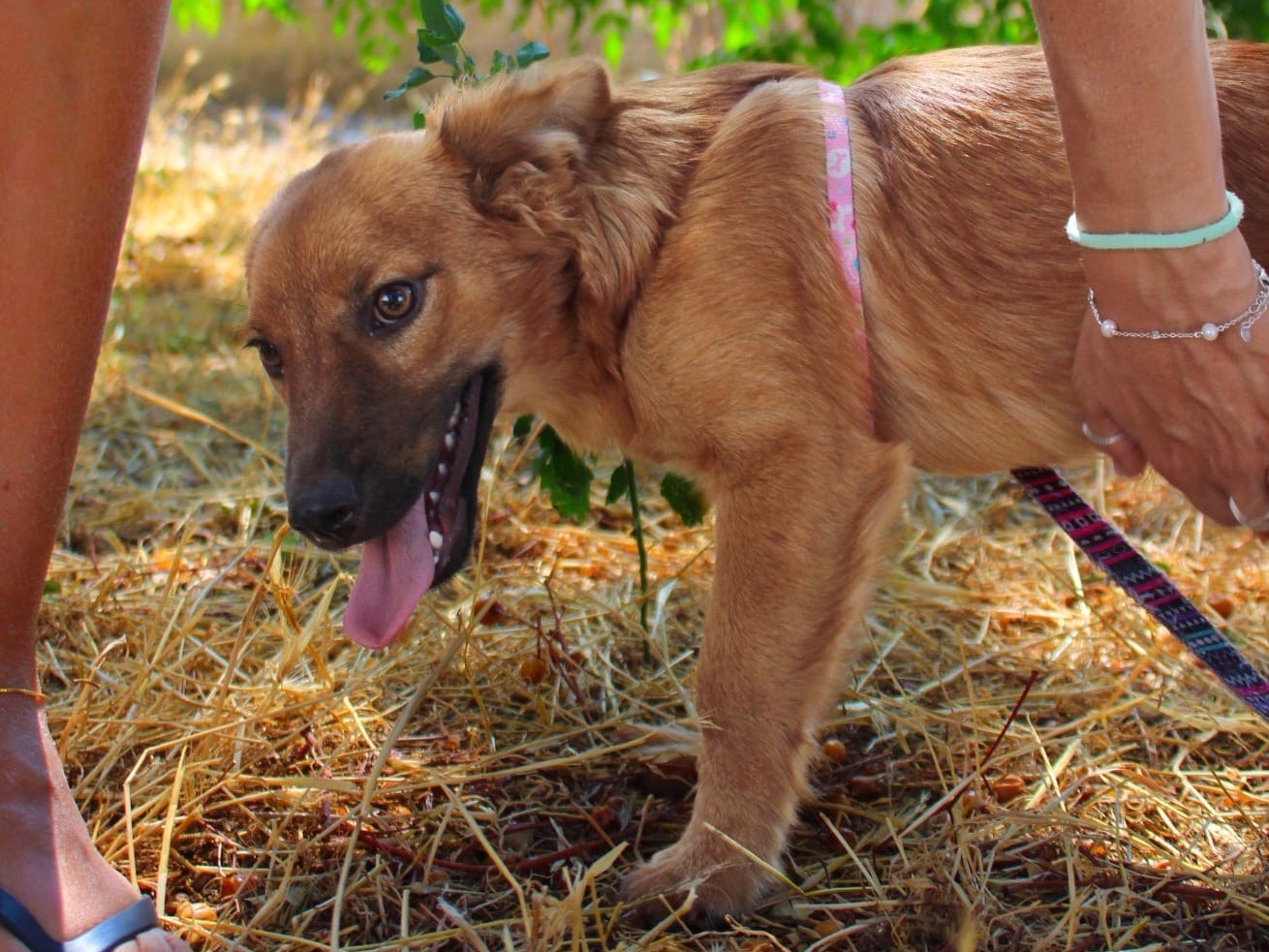 Adotta un cane, femmina, 6 mesi, Cosenza