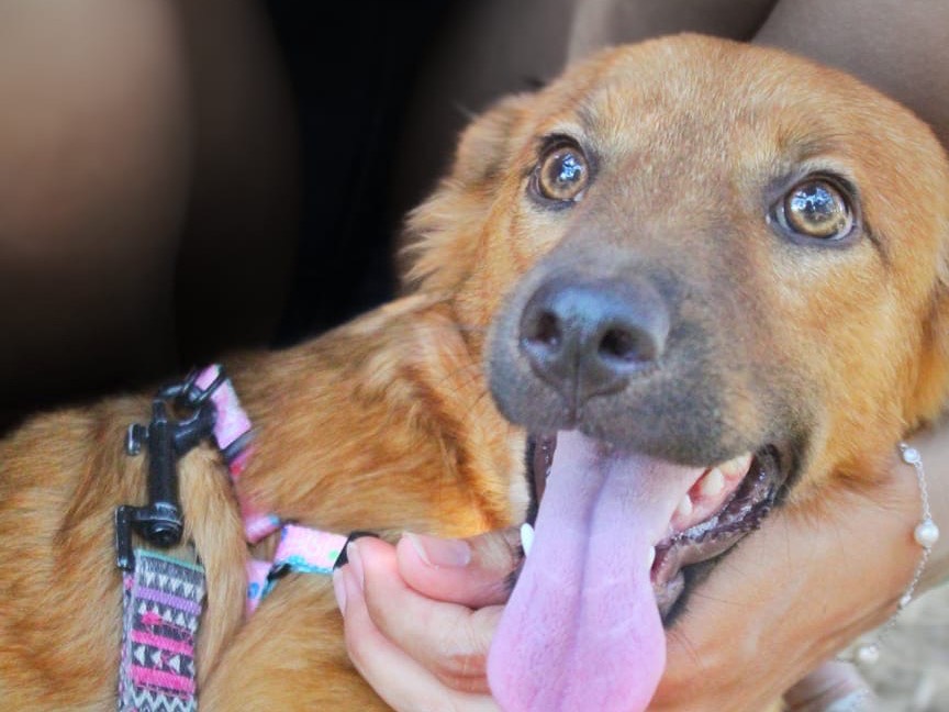 Adozione cane, femmina, Razza sconosciuta Razza sconosciuta, 6 mesi, taglia media contenuta, Cosenza