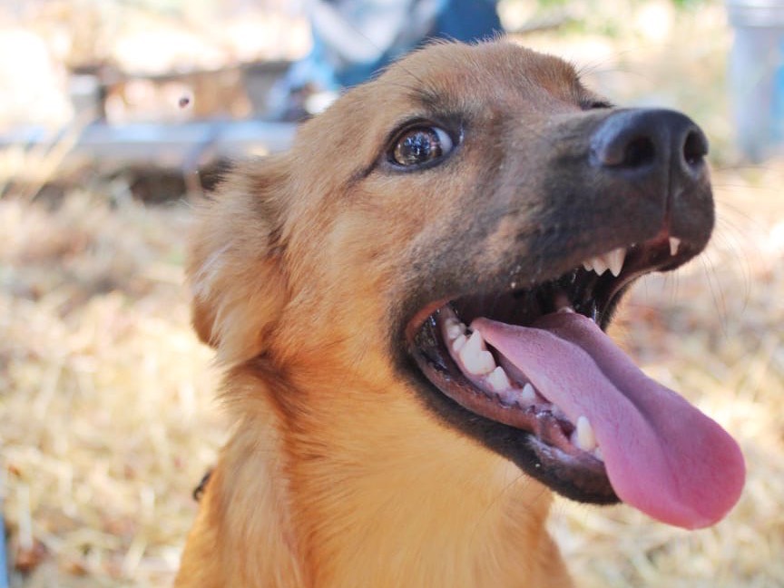 Adotta un cane, taglia media contenuta, femmina, Cosenza
