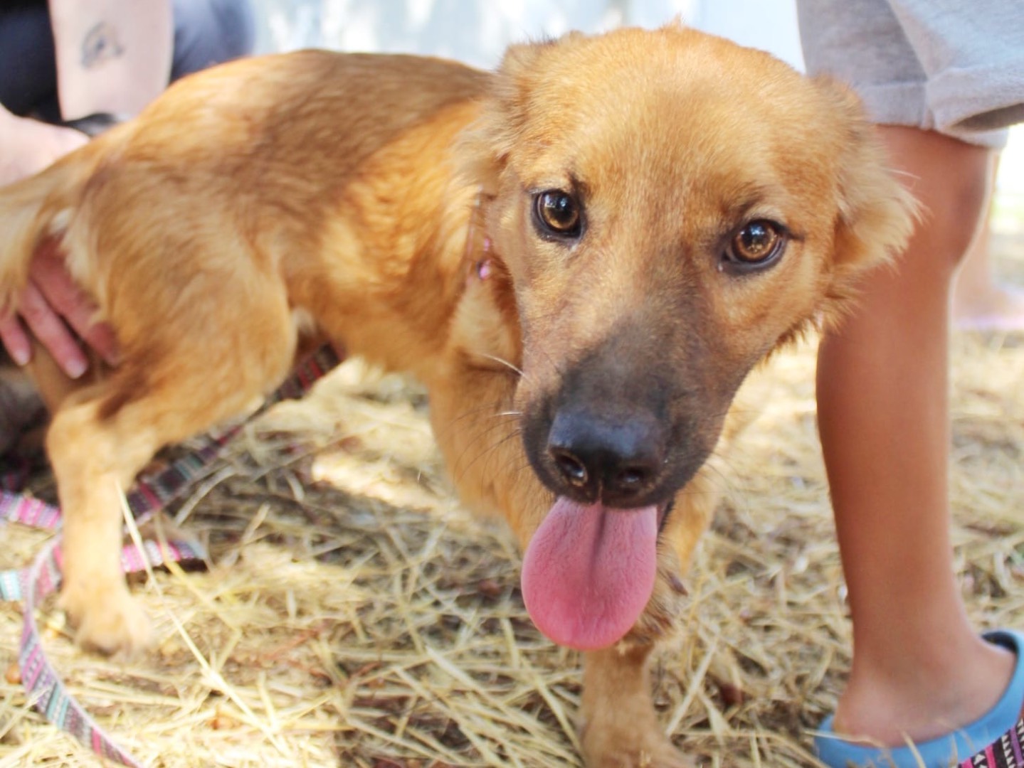 Adotta il cane Daisy a Cosenza