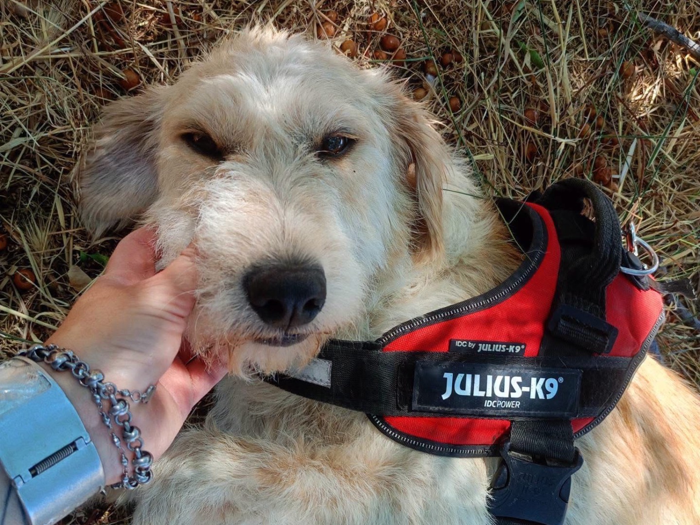Adozione cane, femmina, Spinone Razza sconosciuta, 1 anno, taglia media, Cosenza