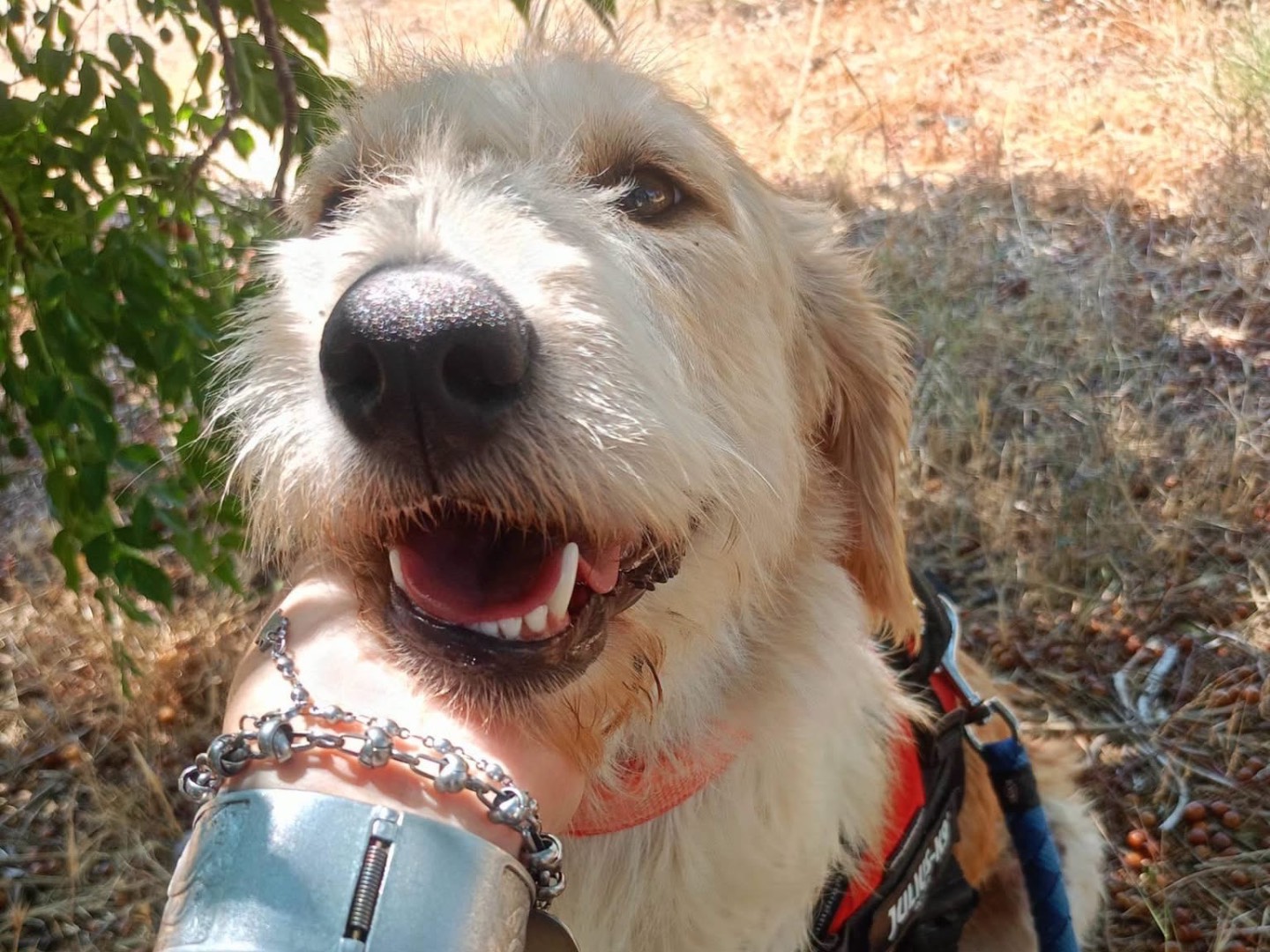 Adotta un cane, femmina, 1 anno, Cosenza