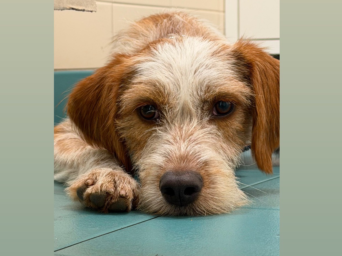 Vuoi adottare un cane a Milano?