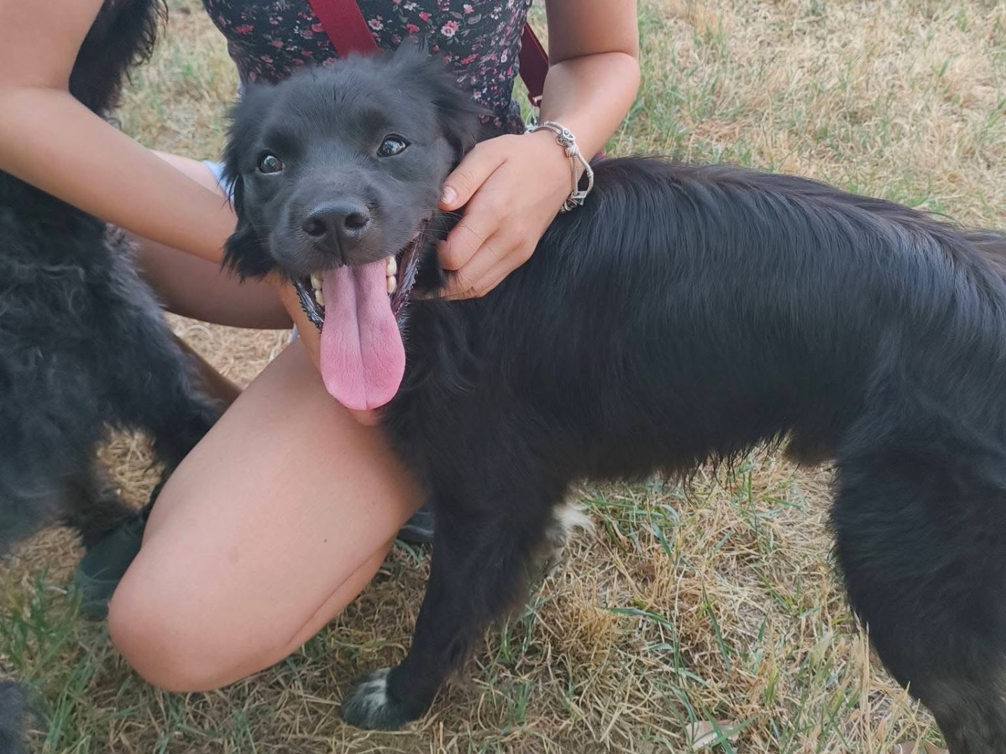 Adotta un cane, maschio, 1 anno e 1 mese, Milano
