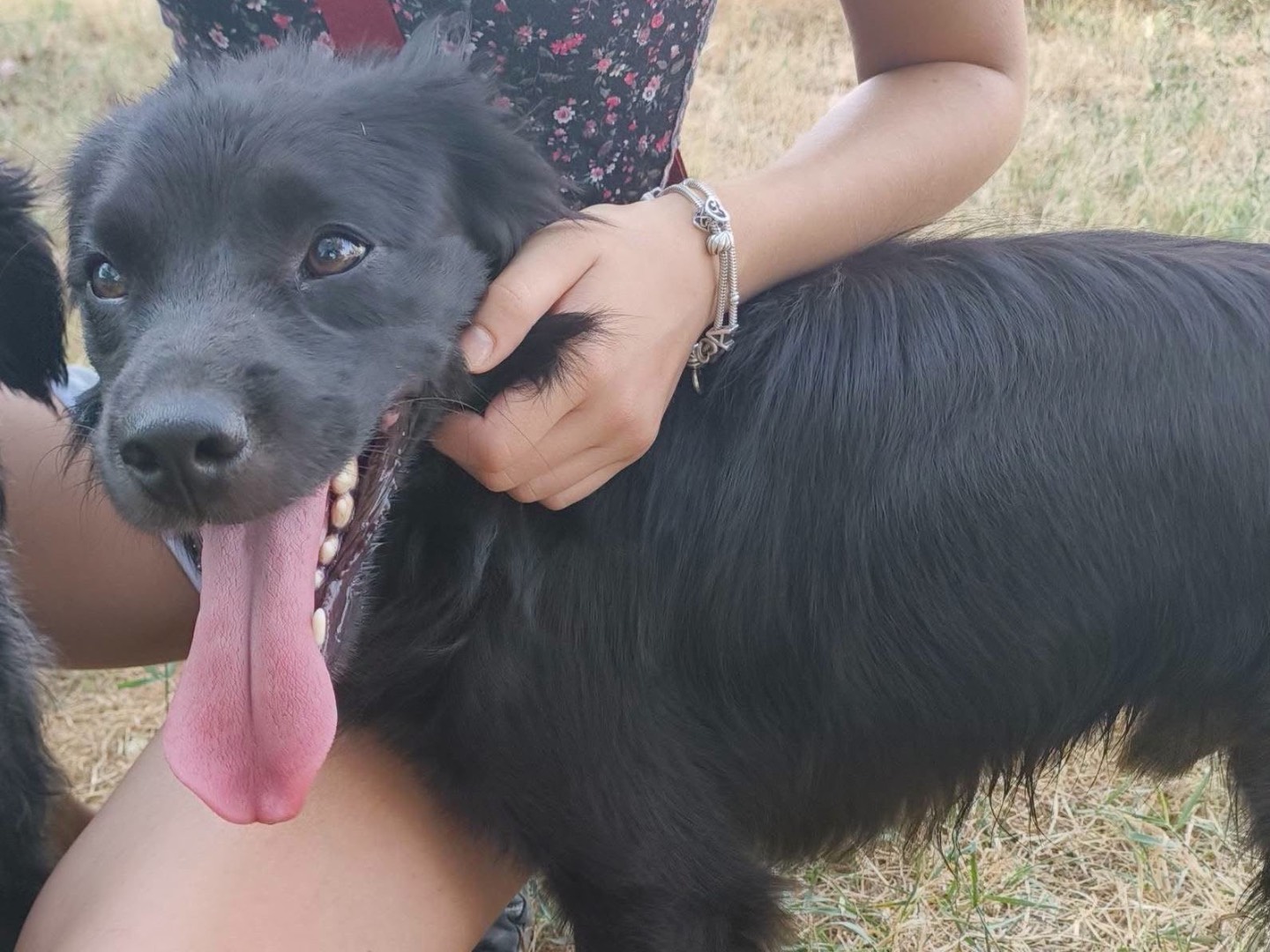 Adotta un cane, taglia piccola, maschio, Milano