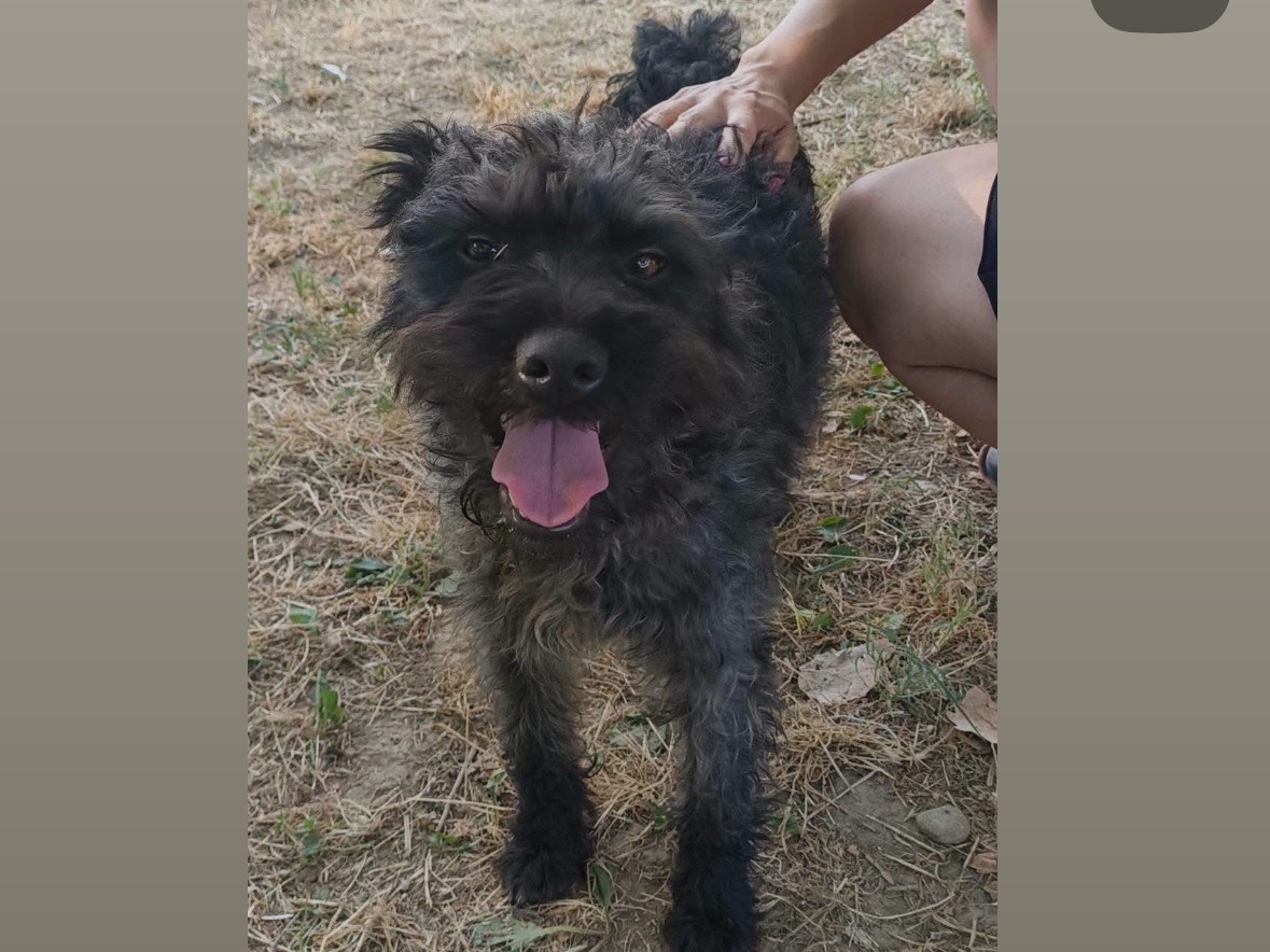 Foto 1 dell'animale