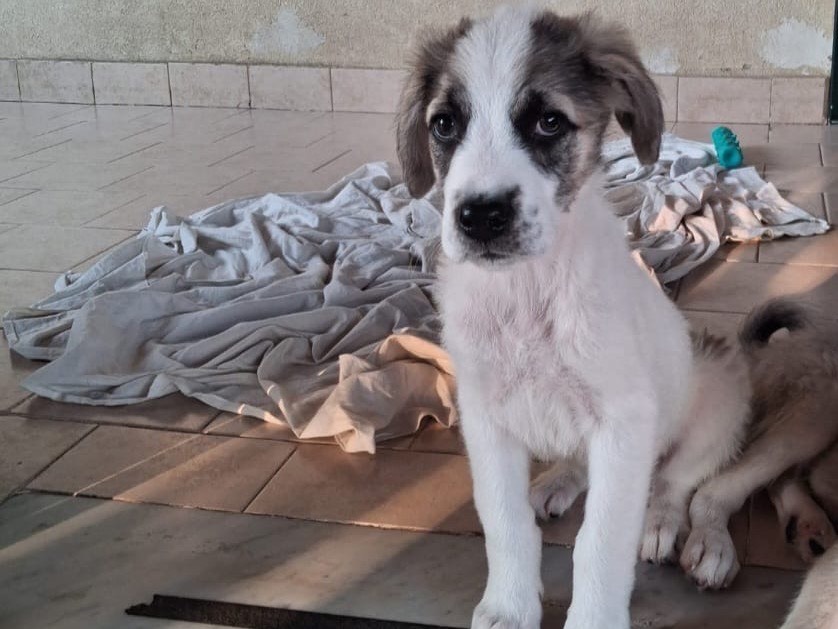 Adotta un cane, maschio, 4 mesi, Barletta