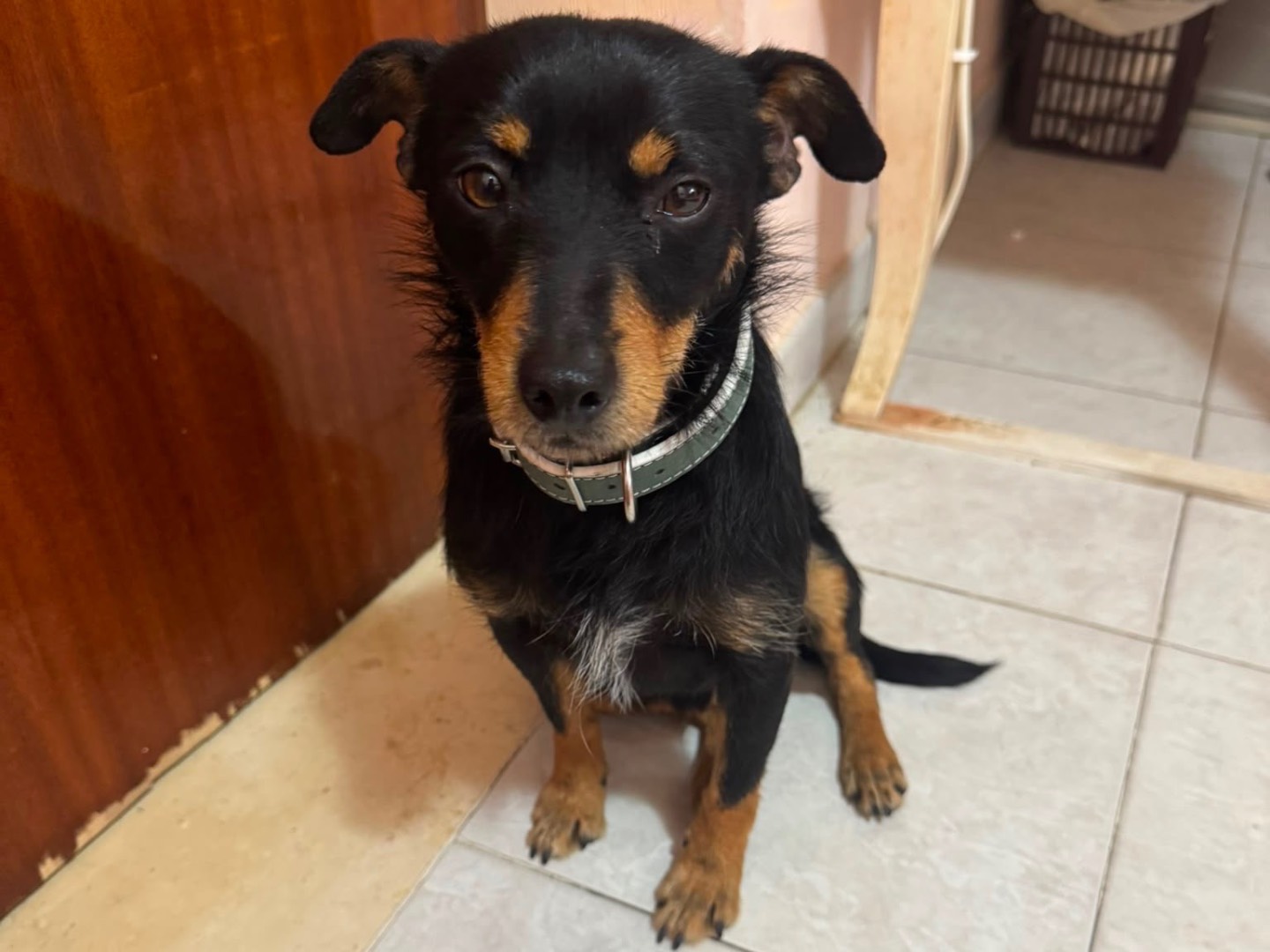 Adozione cane, maschio, Pinscher Razza sconosciuta, 11 mesi, taglia piccola, Cosenza