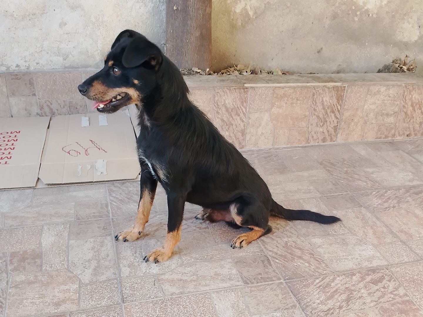 Adotta un cane, maschio, 11 mesi, Cosenza