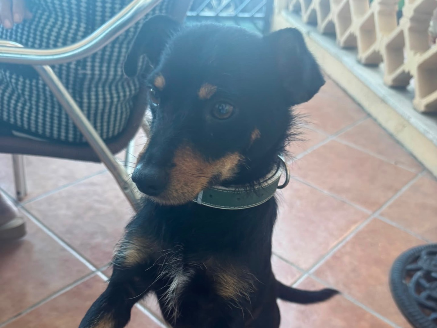 Adotta un cane, taglia piccola, maschio, Cosenza