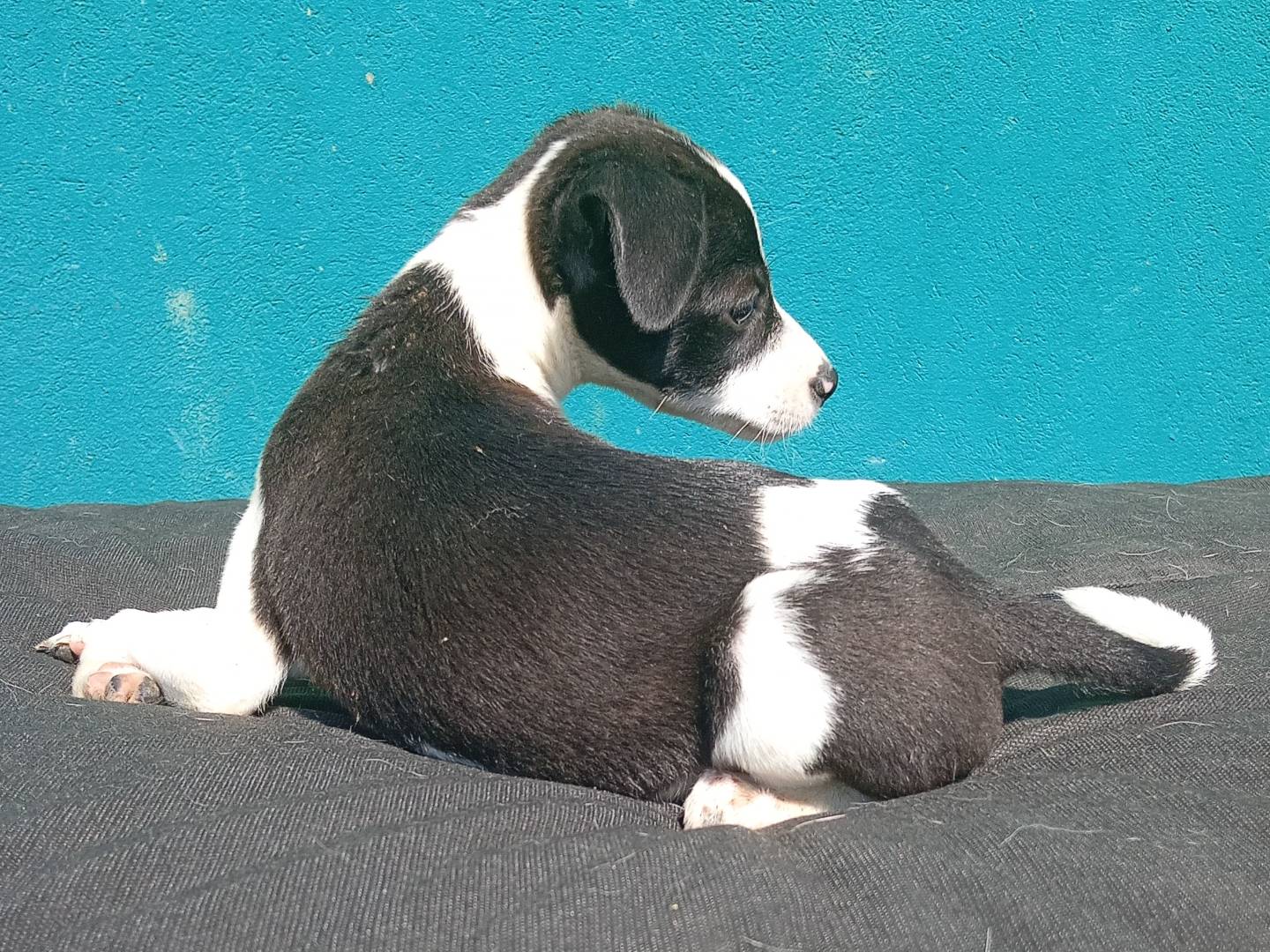 Vuoi adottare un cane a Bergamo?