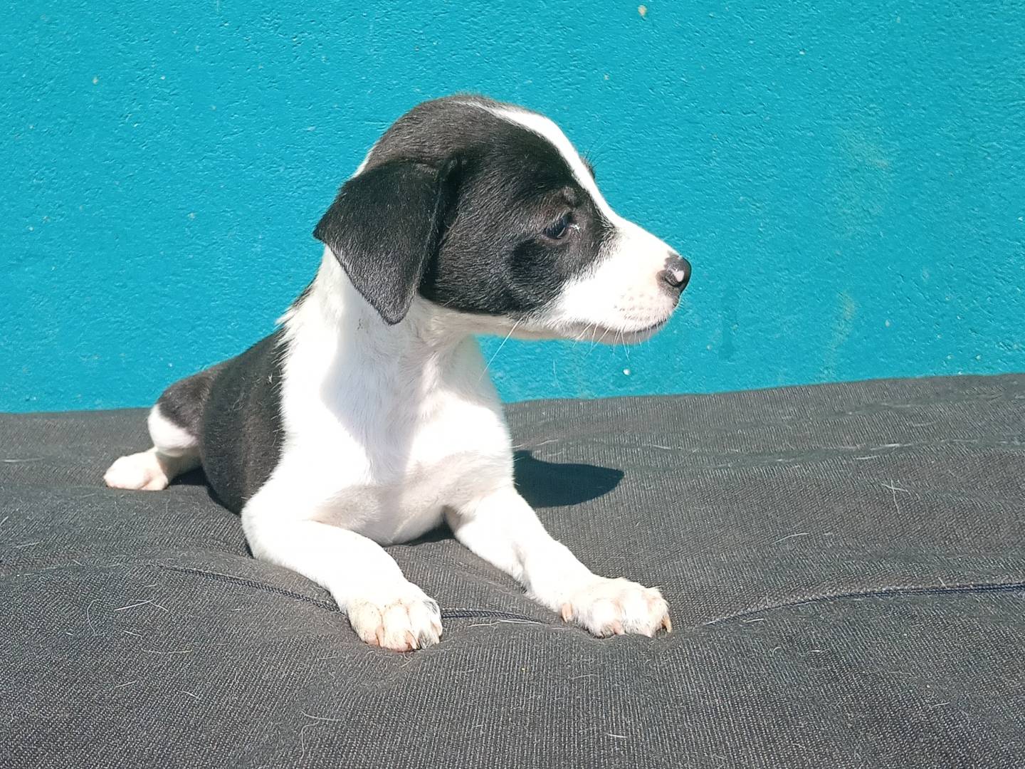 Adotta un cane, taglia piccola, femmina, Bergamo