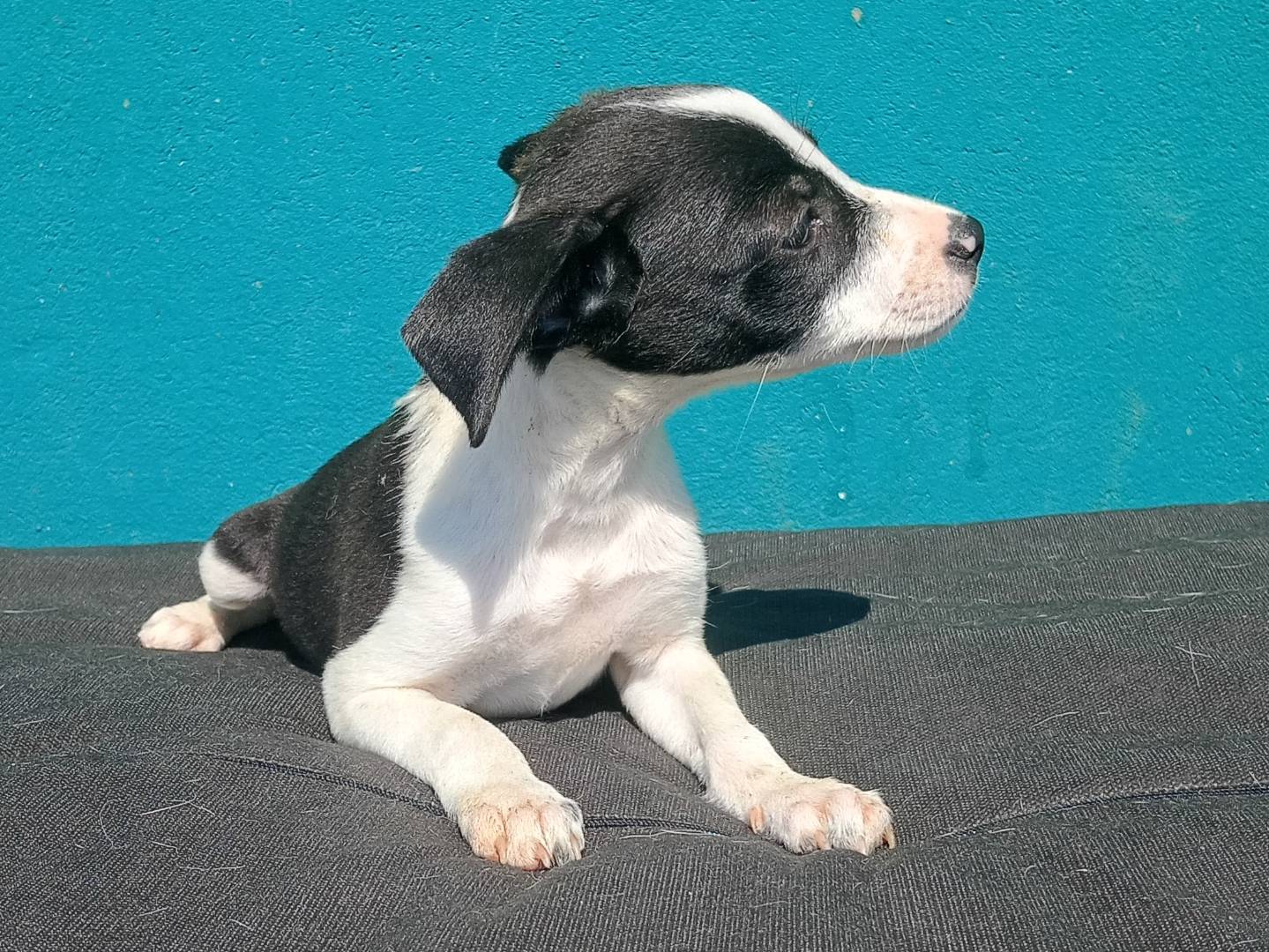 Adotta il cane PIXIE  a Bergamo