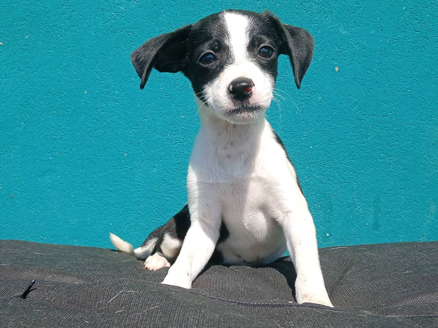 Adozione cane, femmina, Razza sconosciuta Razza sconosciuta, 3 mesi, taglia piccola, Bergamo