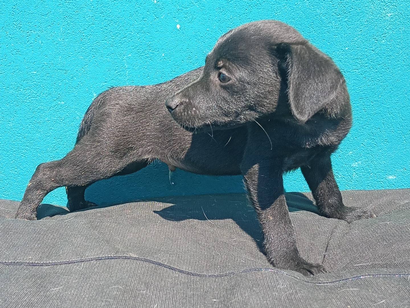 Vuoi adottare un cane a Modena?